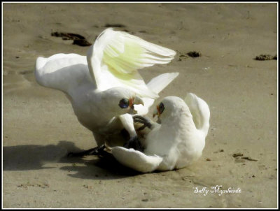 I spotted these cockies on the beach.
They were either fighting or mating'