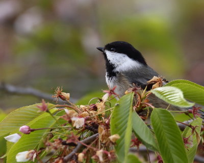 4-17-2020. Black-capped Chickadee