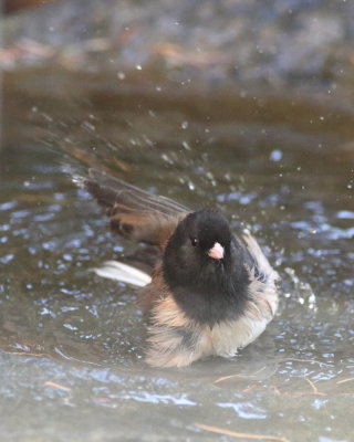 9-26-2020_Dark-eyed Junco enjoying a Morning Dip