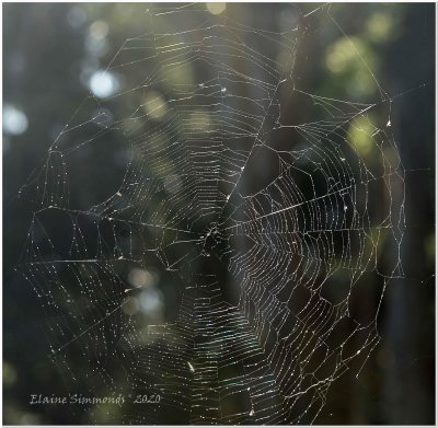 I noticed this lovely spider's web in the garden recently.