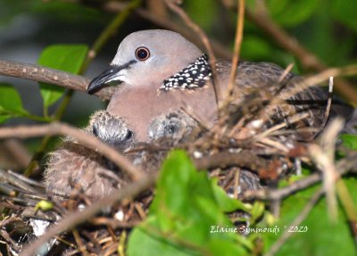 Spotted dove and two chicks.
This is a long tailed pigeon introduced
into Australia in the 1800s.
Good eating!!  
We are enjoying watching this little family battle life's trials and flourishing in a bush in our garden.

