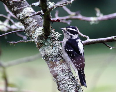 10-17-2020 female Downy Woodpecker 