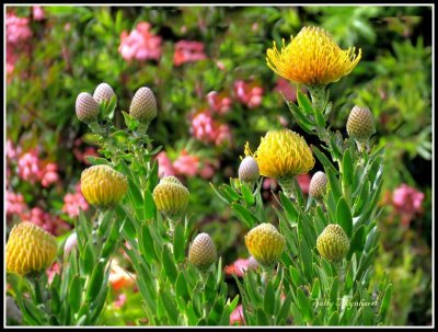 Spring flowers in a nearby garden.
