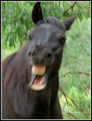 I was camping at Jerrara and had two horses for company.Having fed them an apple each this one
gave me a big smile!

