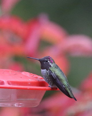 10-27-2020 Male Annas Hummingbird amidst fall colors_1342.JPG