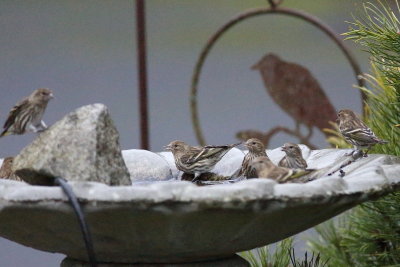 12-08-2020 Pine Siskins taking a bath