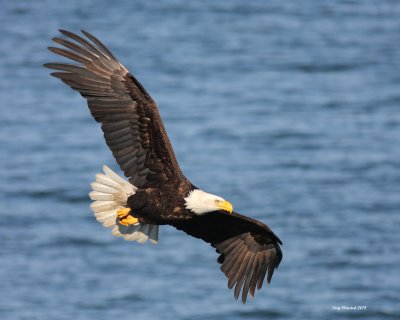 Bald Eagle 