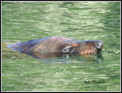 I enjoyed watching this Tiger Seal
when i recently visited Narooma on the South coast