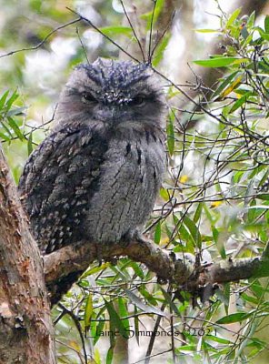 A tawny frogmouth is not an owl.
It is a nightjar.
I have been hearing them for a couple of nights.
Spotted this one at 1pm.  It seemed to be wide awake and watching me.  
It really blends in with its environment. 