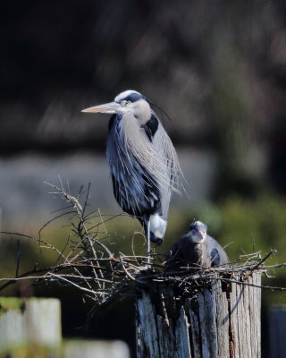 Great Blue Heron, chick, and nest (what there is of it :)