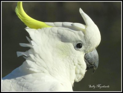 Cockatoos are regular visitors and usually
meet around the bird pond at night.