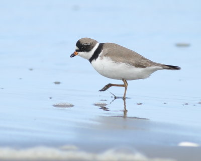 5-8-2021 Semipalmated Plover