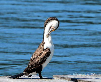 I spotted this entertaining fellow whilst waiting for the ferry at Ettalong to go to Palm Beach