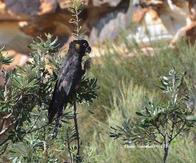 Yellow tail black cockatoo eating a banksia seed.  The bird does not look as impressive when it does not have its yellow feathers on display but this shot give a sharp view of its profile.