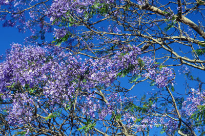 Spring brings a haze of purple from the jacarandas in New South Wales.  