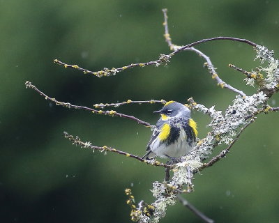 5-6-2022 Yellow-rumped Warbler 