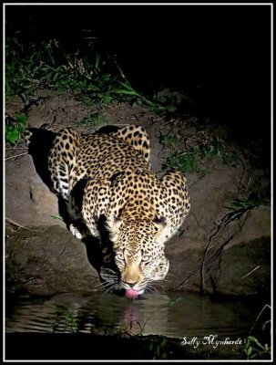 A night capture taken at the Kruger Park South Africa