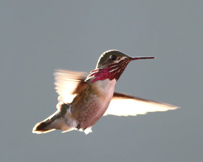 Male Calliope Hummingbird