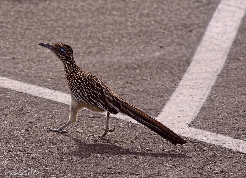 ROAD RUNNER....BEEP, BEEP