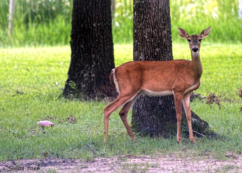 EAST TEXAS DOE