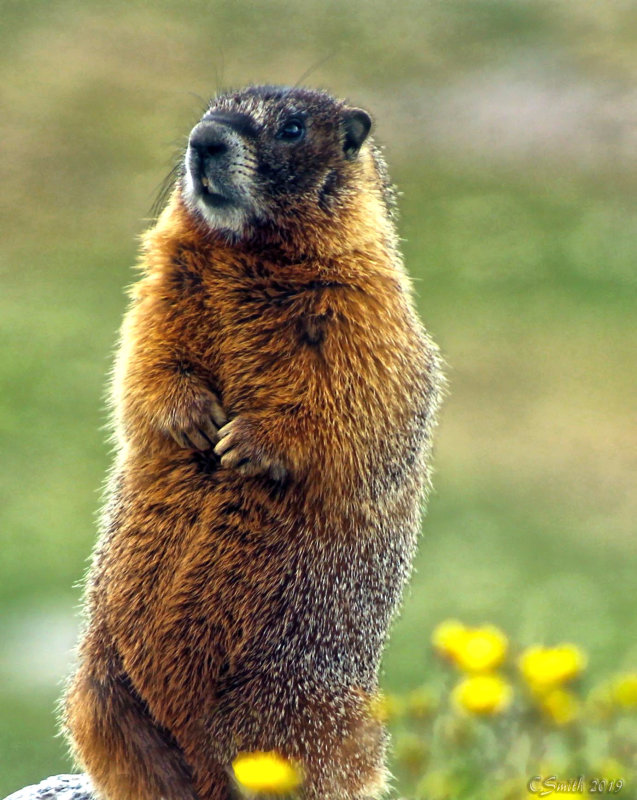 GROUND HOG ON MOUNT EVANS