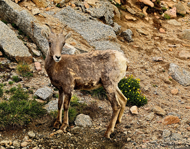 MOUNTAIN GOAT