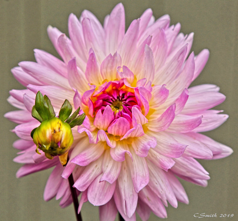 DAHLIA