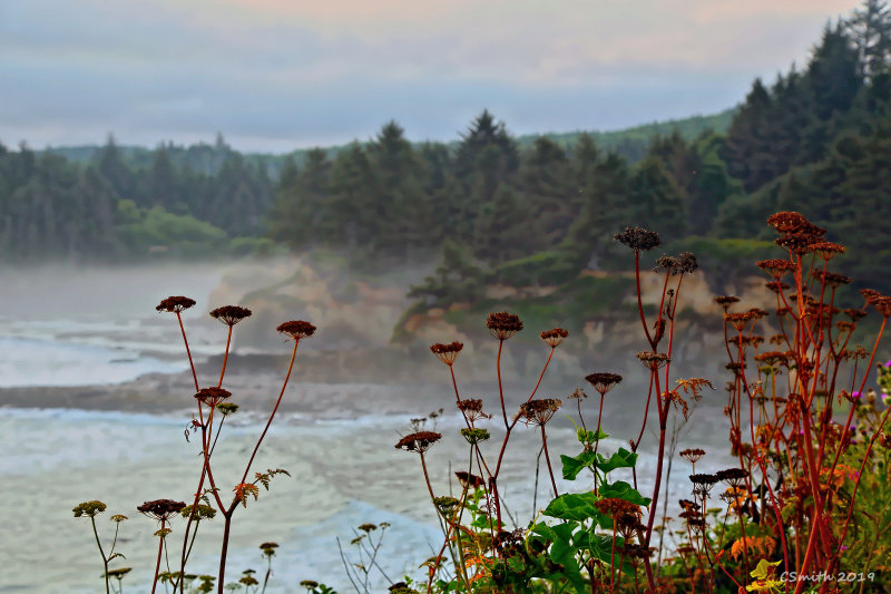 WILD FLOWERS ON THE CLIFF
