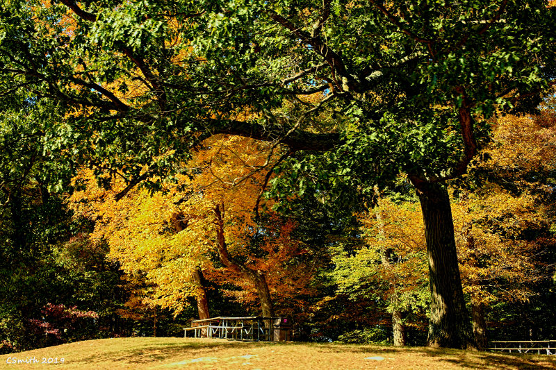AUTUMN IN THE PARK