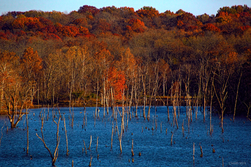 WATER TREES