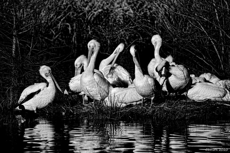 THE GATHERING