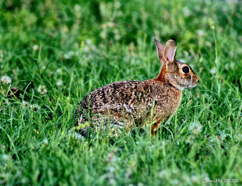 BUNNY WABBIT