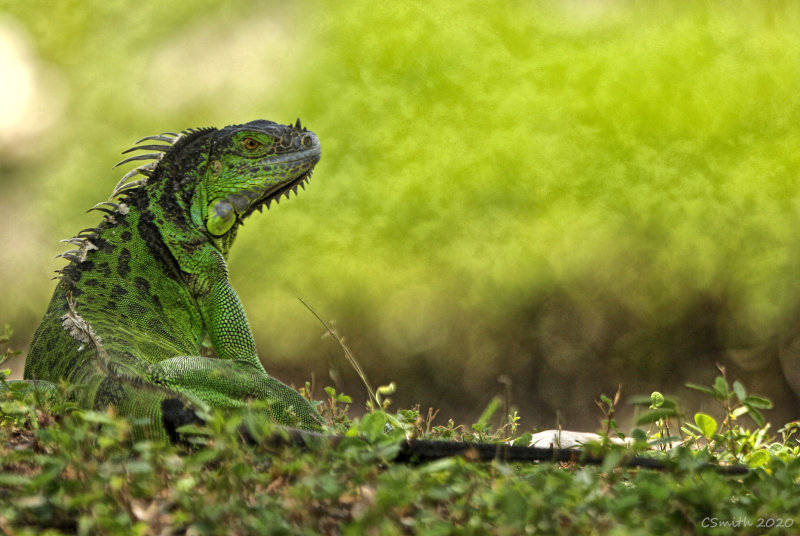 IGUANA