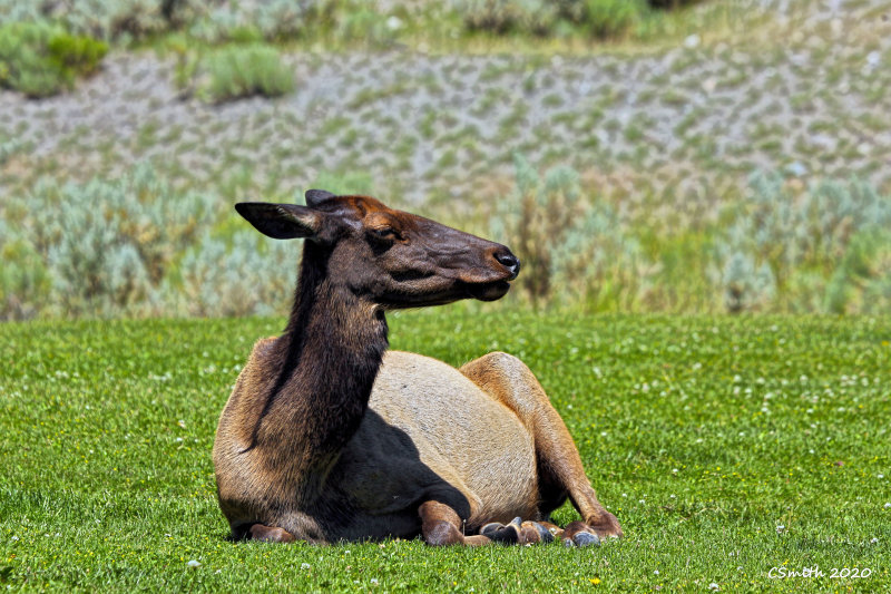 ELK CHILLIN