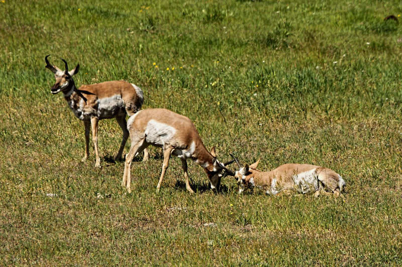 ANTELOPE