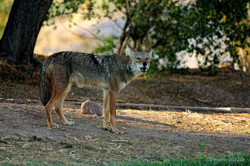 NEVADA COYOTE