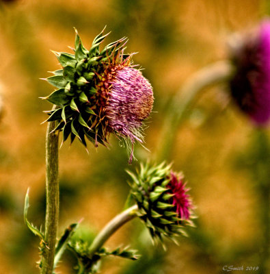 MORE THISTLES