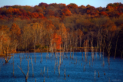 WATER TREES