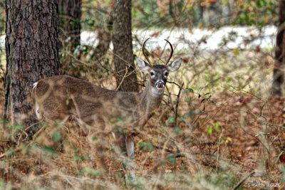YOUNG BUCK