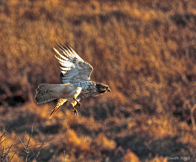 HAWK IN FLIGHT