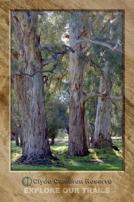 River Red Gums
