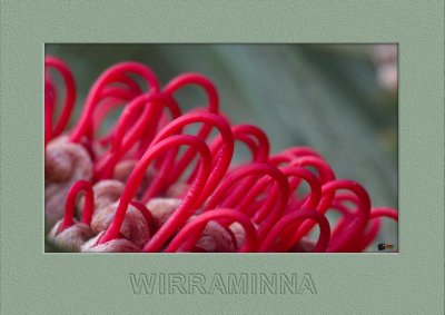 Grevillea