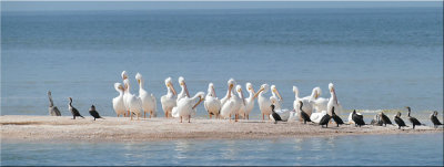 White Pelicans