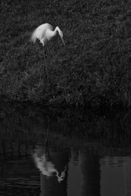 White Egret