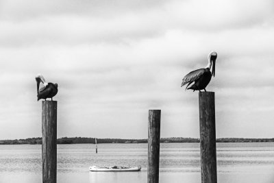 Brown Pelicans