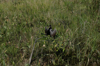 Anhinga