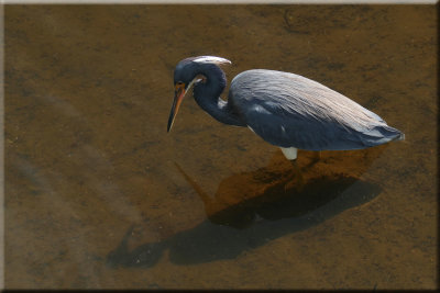 Heron Hunting Minnows