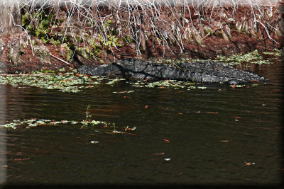 Basking Alligator