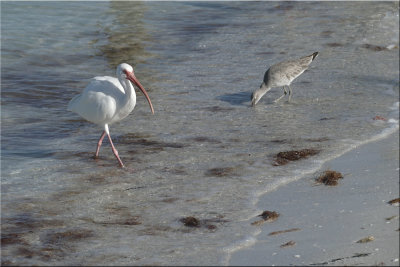 Wading Birds Looking For Snails