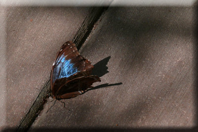Blue Morpho Butterfly
